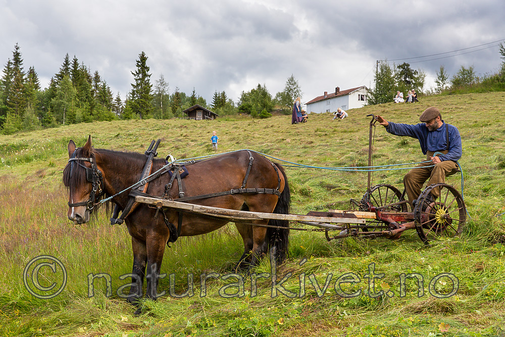 KA_150730_263 / Equus caballus / Hest
