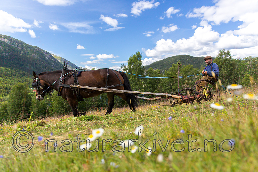 KA_150730_286 / Equus caballus / Hest