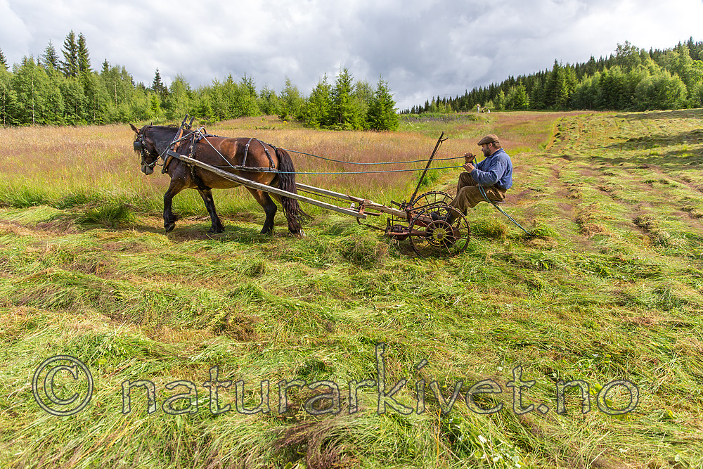 KA_150730_319 / Equus caballus / Hest