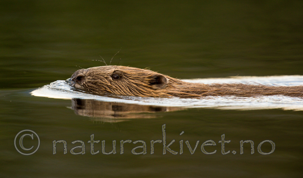 KA_150730_477 / Castor fiber / Bever