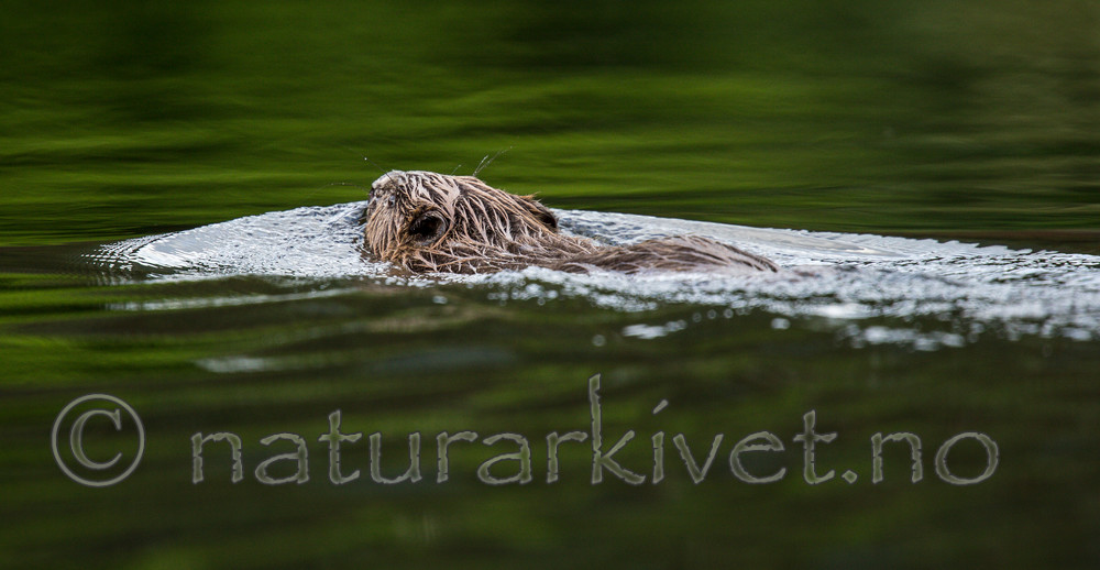 KA_150730_487 / Castor fiber / Bever