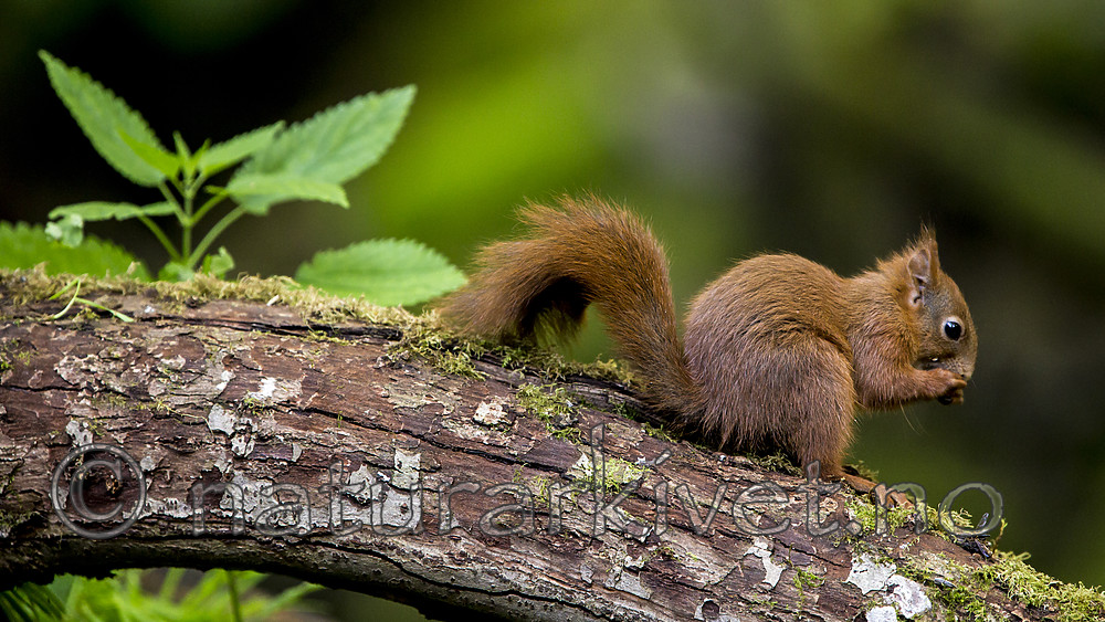 KA_150731_123 / Sciurus vulgaris / Ekorn