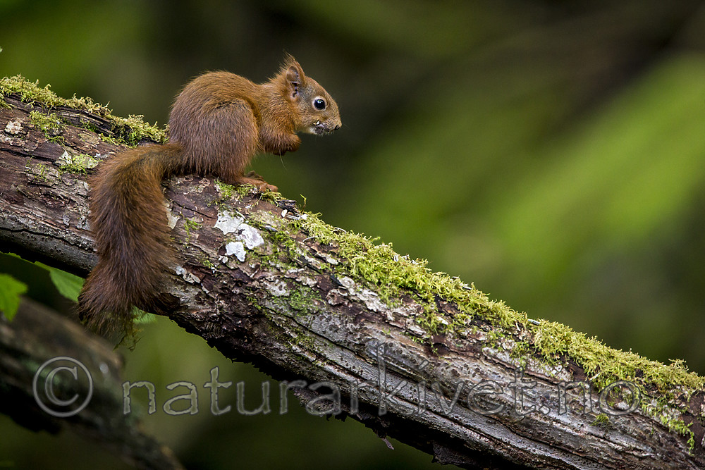 KA_150731_144 / Sciurus vulgaris / Ekorn