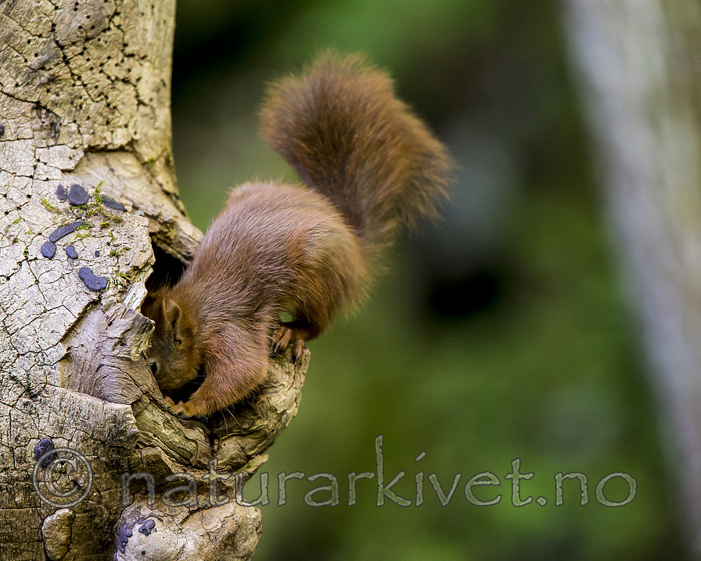 KA_150731_145 / Sciurus vulgaris / Ekorn