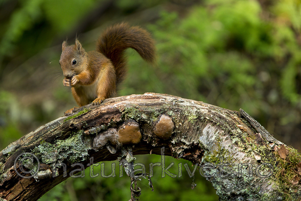 KA_150731_213 / Sciurus vulgaris / Ekorn