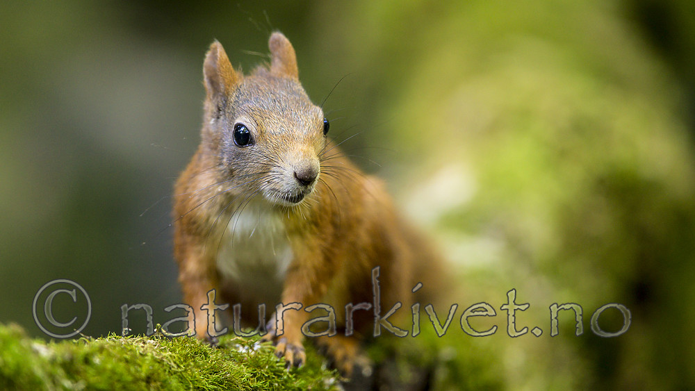 KA_150731_336 / Sciurus vulgaris / Ekorn