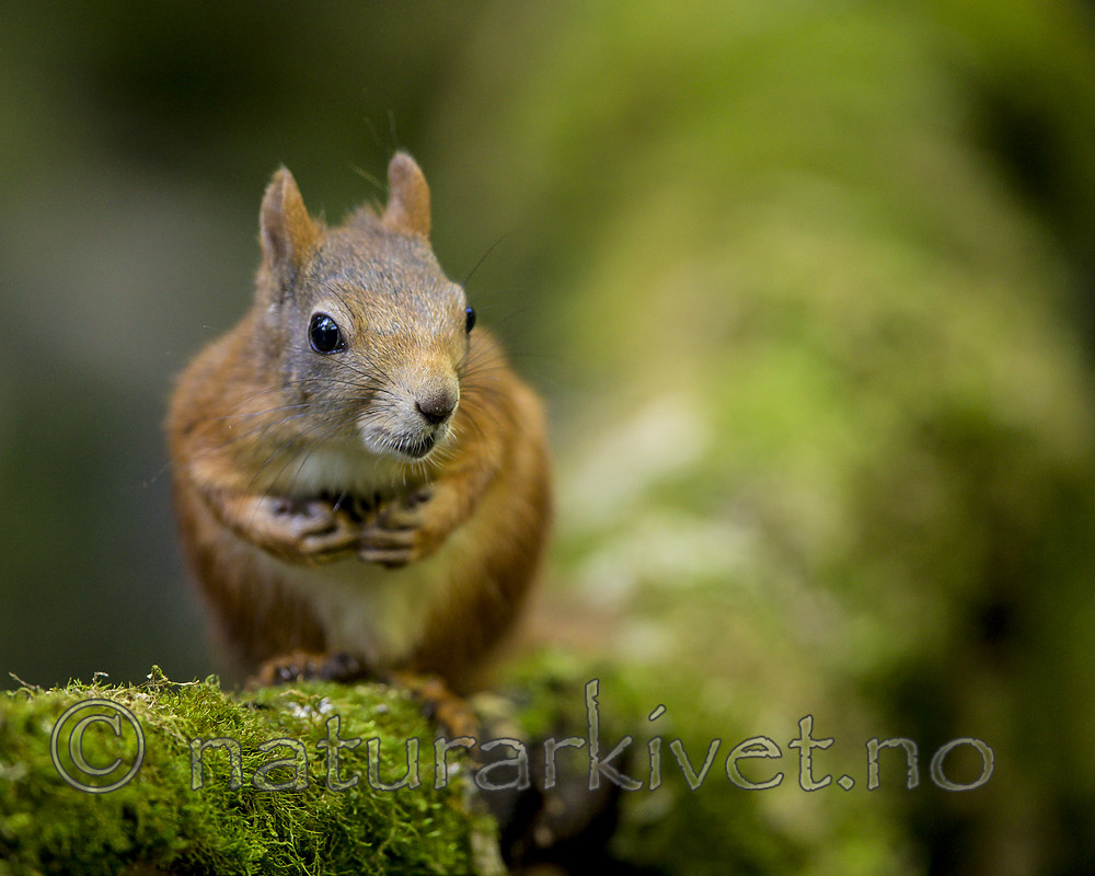 KA_150731_342 / Sciurus vulgaris / Ekorn