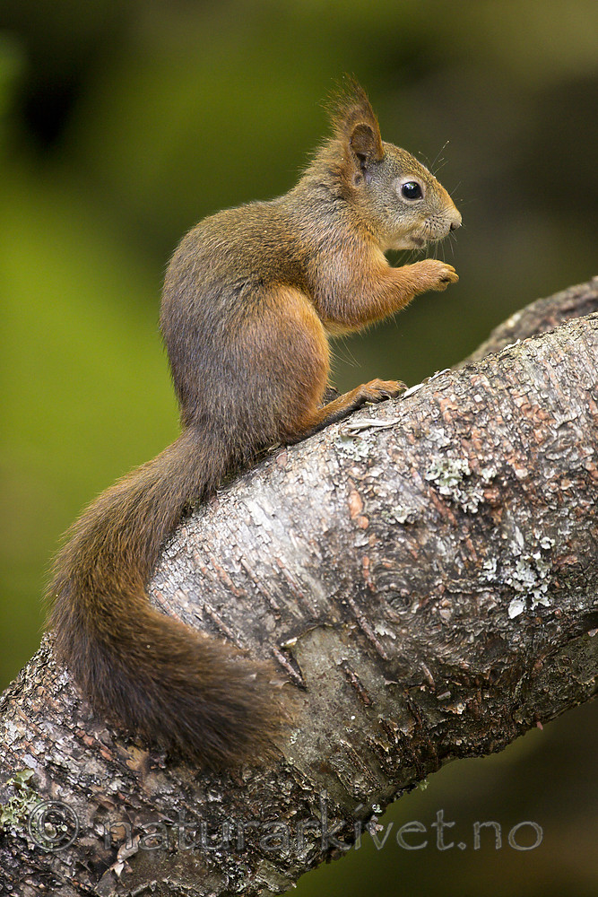 KA_150731_435 / Sciurus vulgaris / Ekorn