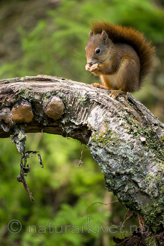 KA_150731_459 / Sciurus vulgaris / Ekorn