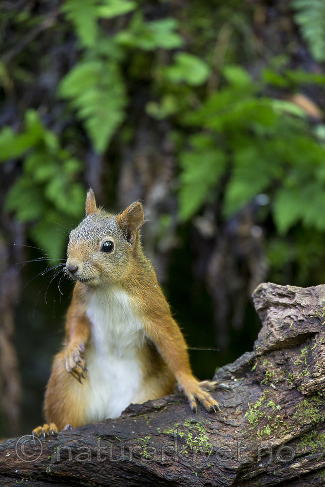 KA_150731_536 / Sciurus vulgaris / Ekorn