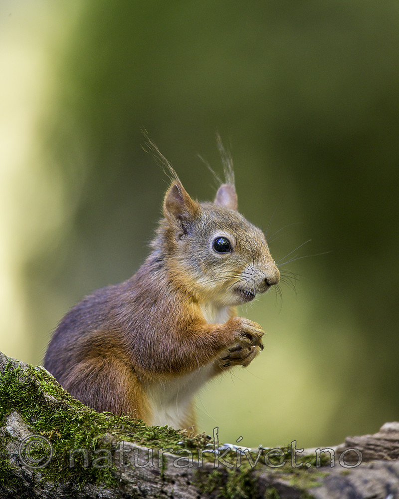 KA_150731_595 / Sciurus vulgaris / Ekorn