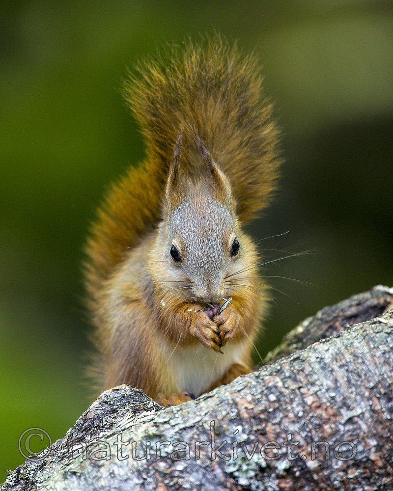 KA_150731_643 / Sciurus vulgaris / Ekorn