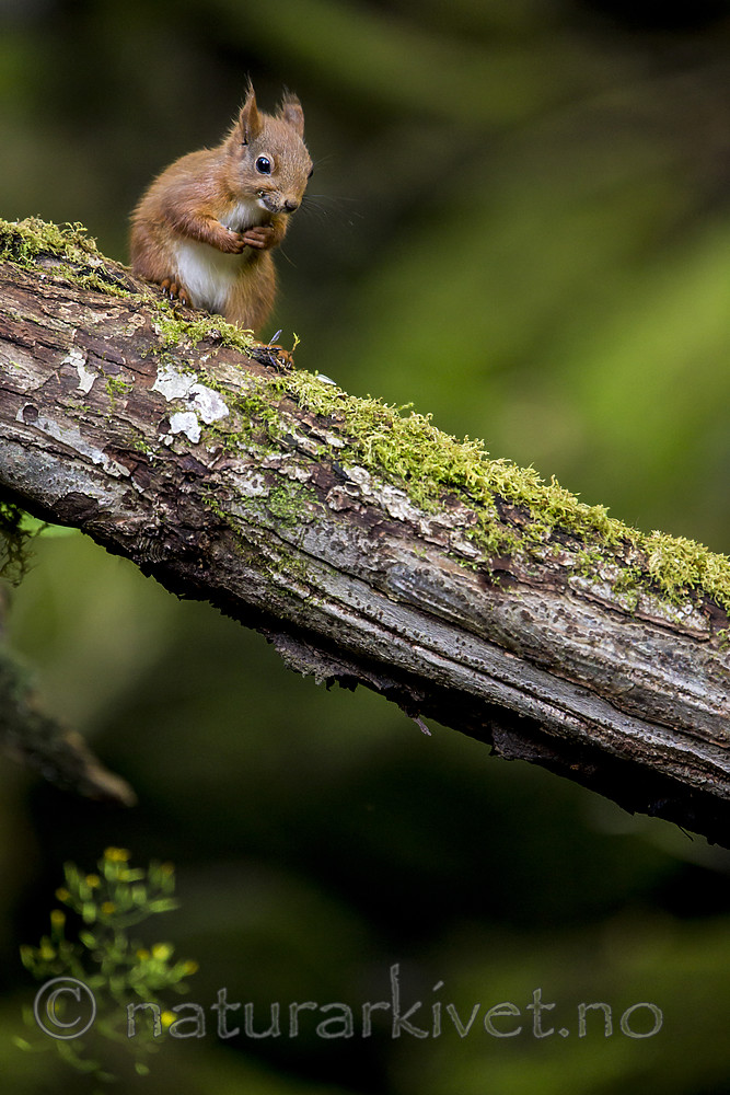 KA_150731_72 / Sciurus vulgaris / Ekorn