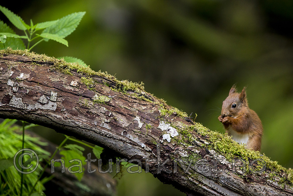 KA_150731_87 / Sciurus vulgaris / Ekorn