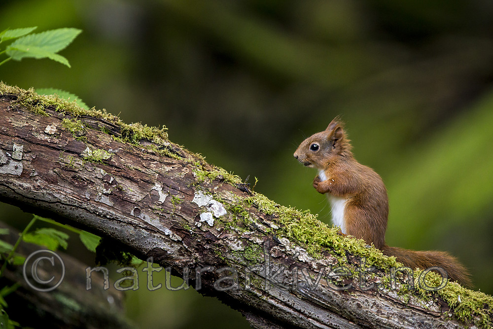 KA_150731_91 / Sciurus vulgaris / Ekorn