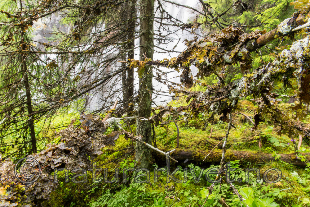 KA_150805_23 / Lobaria hallii / Fossenever <br /> Lobaria pulmonaria / Lungenever