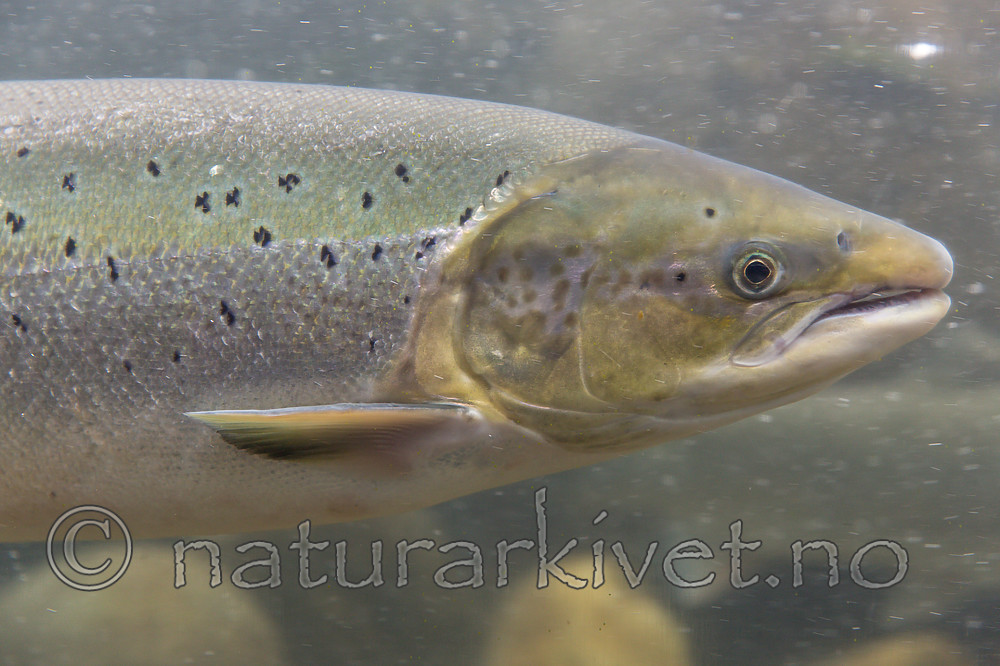 KA_150806_5 / Salmo salar / Laks