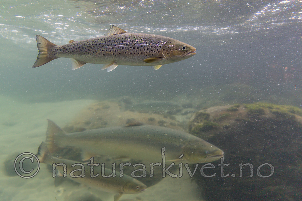 KA_150806_6 / Salmo salar / Laks <br /> Salmo trutta / ørret