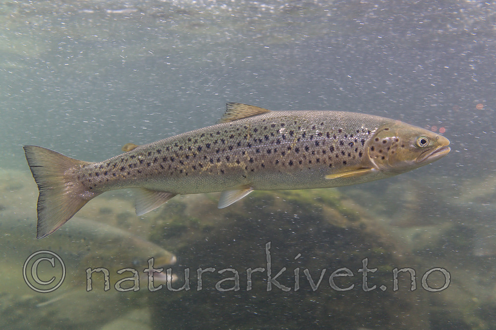 KA_150806_9 / Salmo trutta / ørret