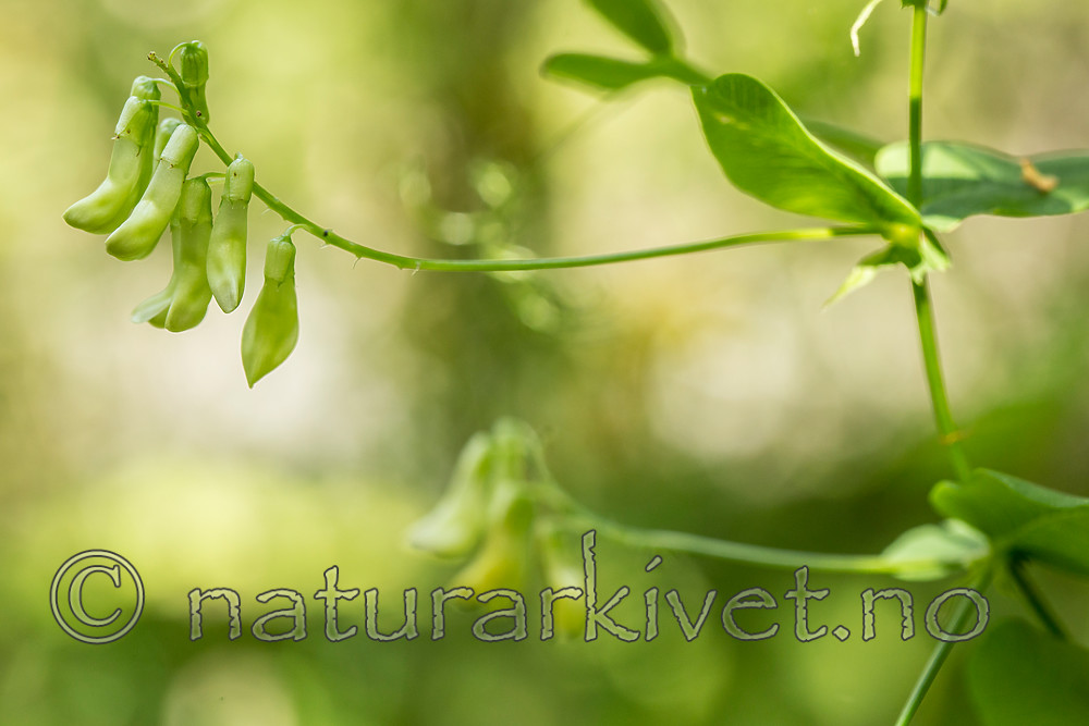 KA_150812_1 / Vicia pisiformis / Ertevikke