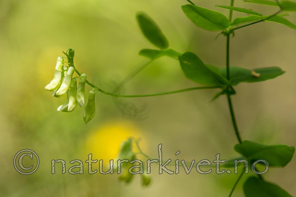KA_150812_10 / Vicia pisiformis / Ertevikke