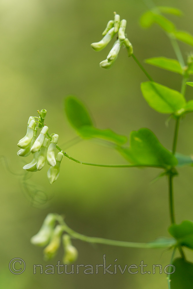KA_150812_11 / Vicia pisiformis / Ertevikke