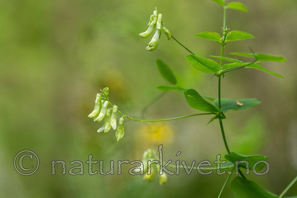 KA_150812_13 / Vicia pisiformis / Ertevikke