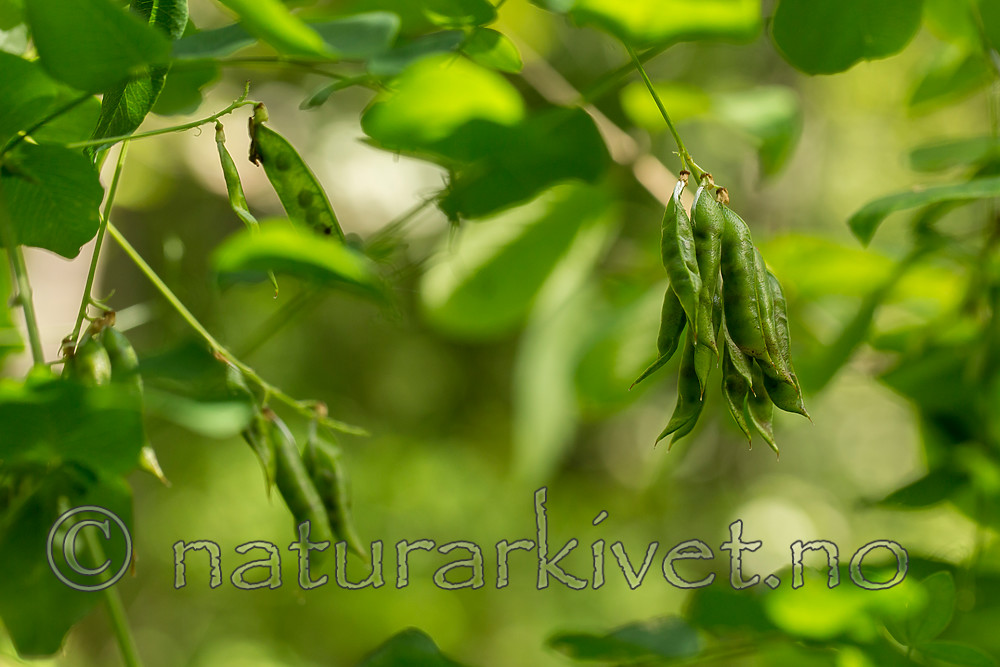 KA_150812_21 / Vicia pisiformis / Ertevikke