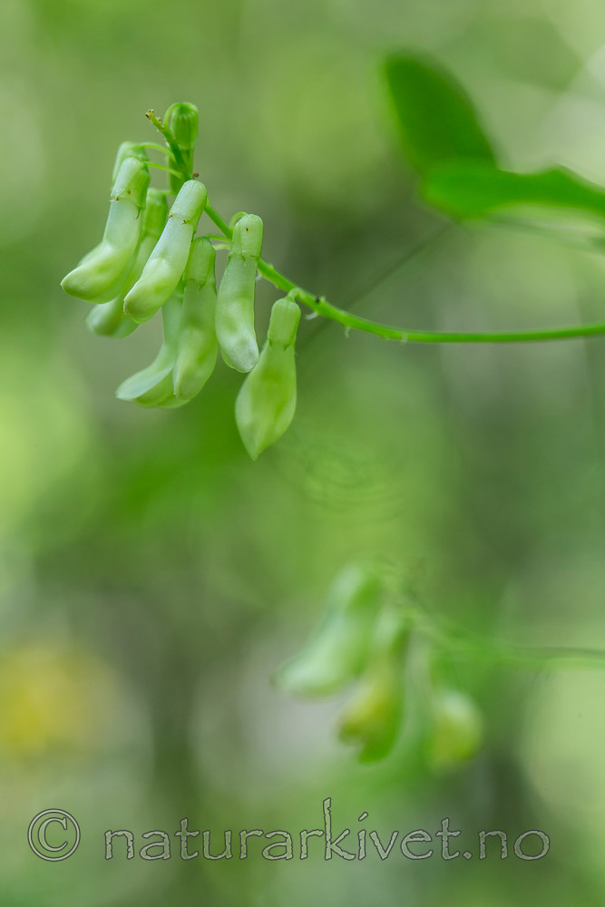 KA_150812_3 / Vicia pisiformis / Ertevikke