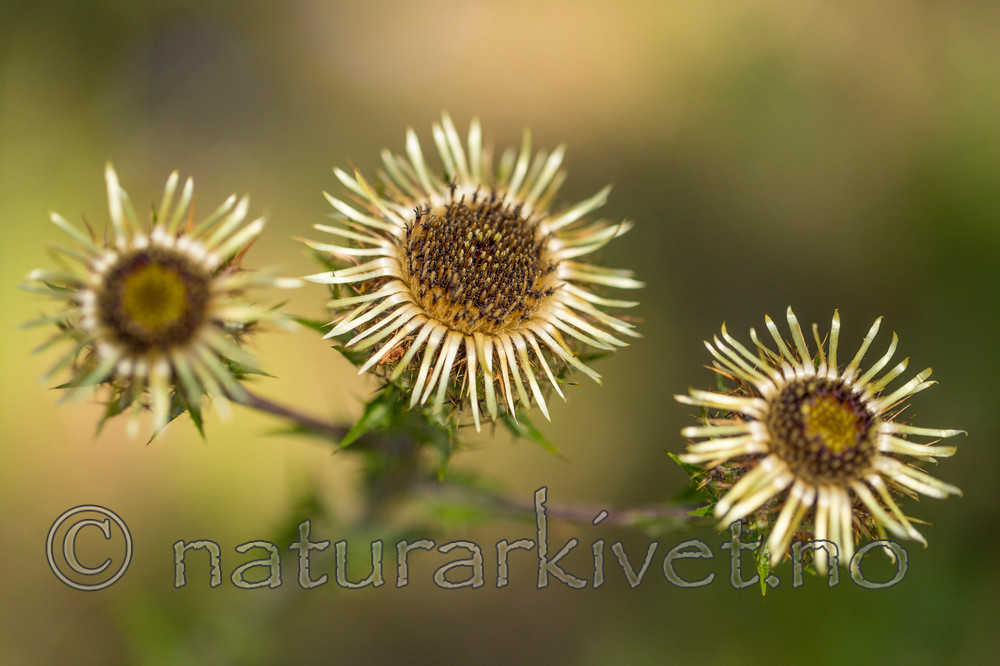 KA_150814_12 / Carlina vulgaris / Stjernetistel