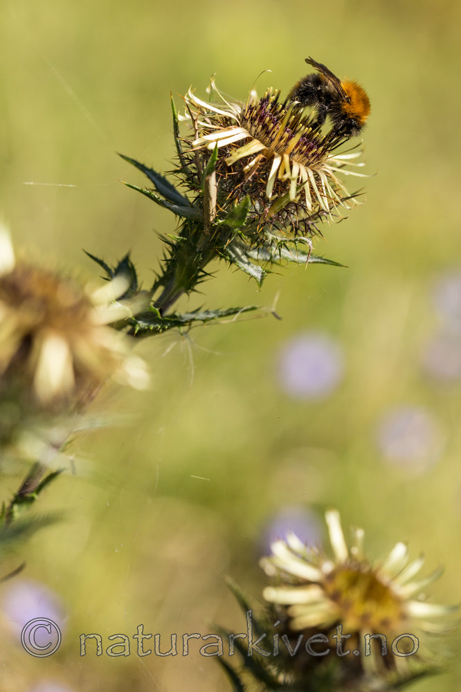 KA_150814_8 / Carlina vulgaris / Stjernetistel