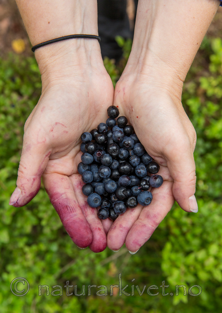 KA_150816_14 / Vaccinium myrtillus / Blåbær