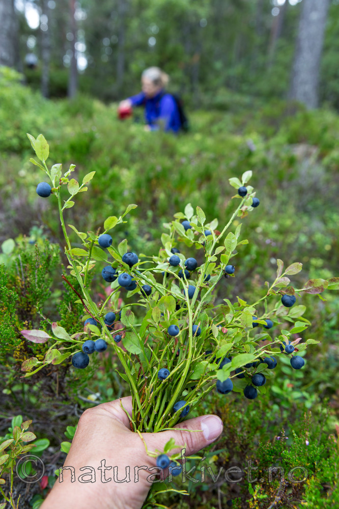 KA_150816_7 / Vaccinium myrtillus / Blåbær