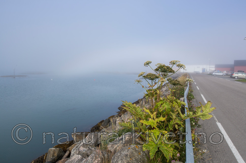 KA_150819_6 / Heracleum persicum / Tromsøpalme