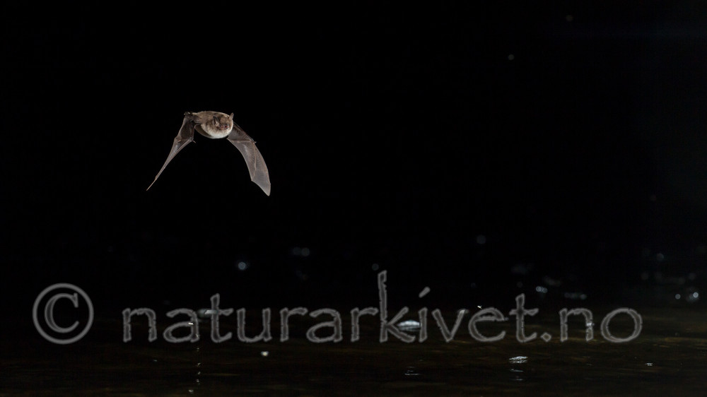 KA_150821_11 / Myotis daubentonii / Vannflaggermus