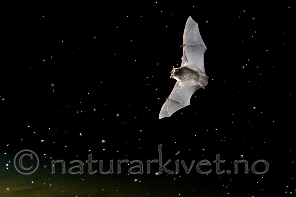 KA_150822_40 / Myotis daubentonii / Vannflaggermus