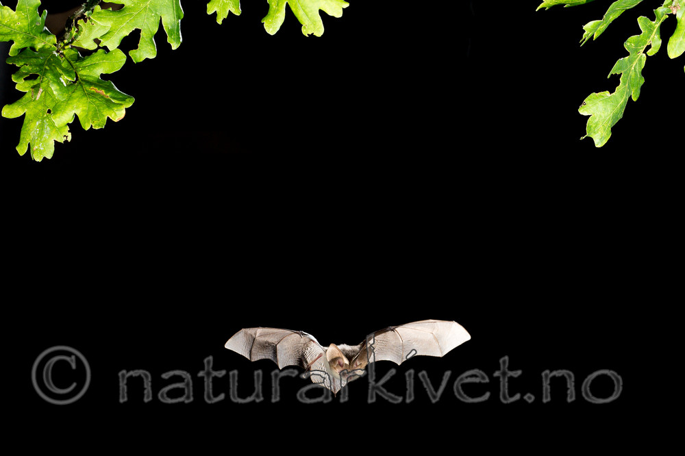 KA_150822_41 / Plecotus auritus / Brunlangøre