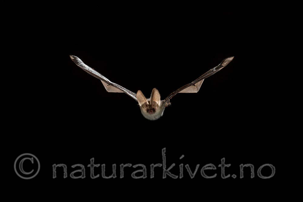 KA_150822_43 / Plecotus auritus / Brunlangøre