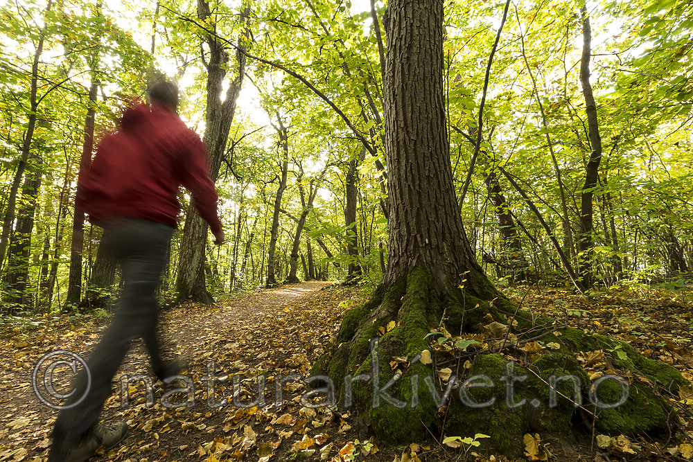 KA_151011_11 / Tilia cordata / Lind