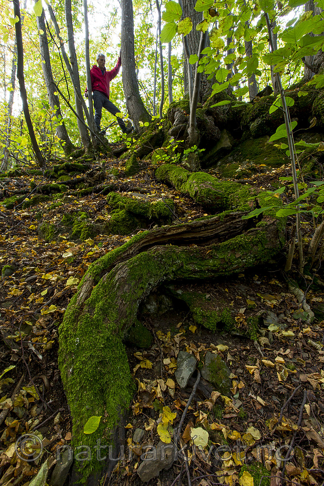 KA_151011_18 / Tilia cordata / Lind
