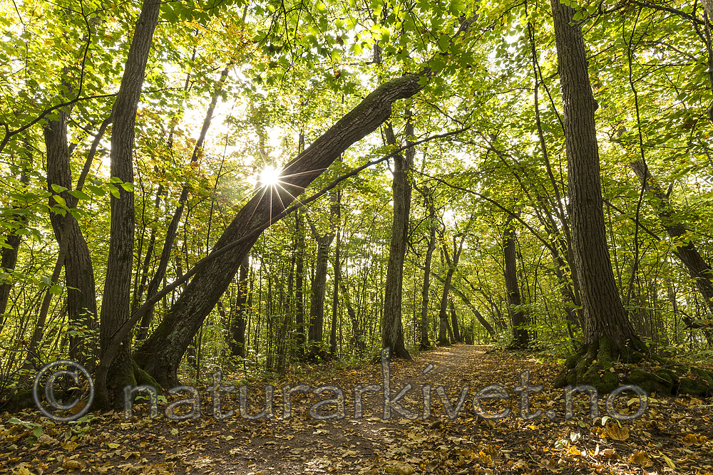 KA_151011_5 / Tilia cordata / Lind