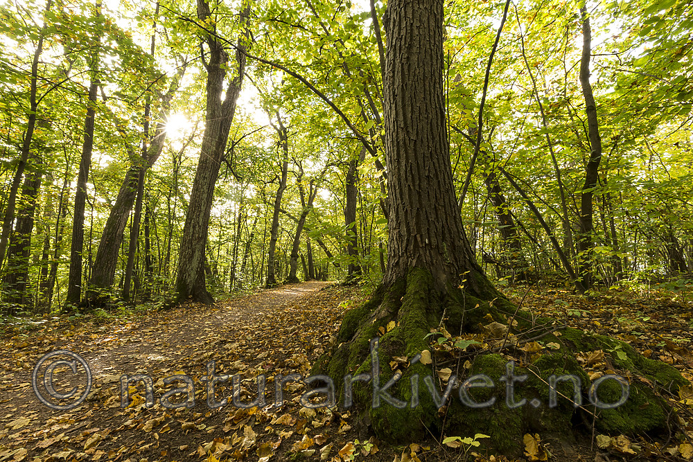 KA_151011_9 / Tilia cordata / Lind