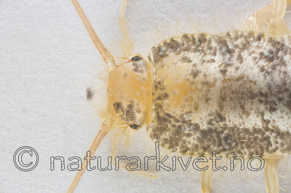 KA_160104_longicaudata_2