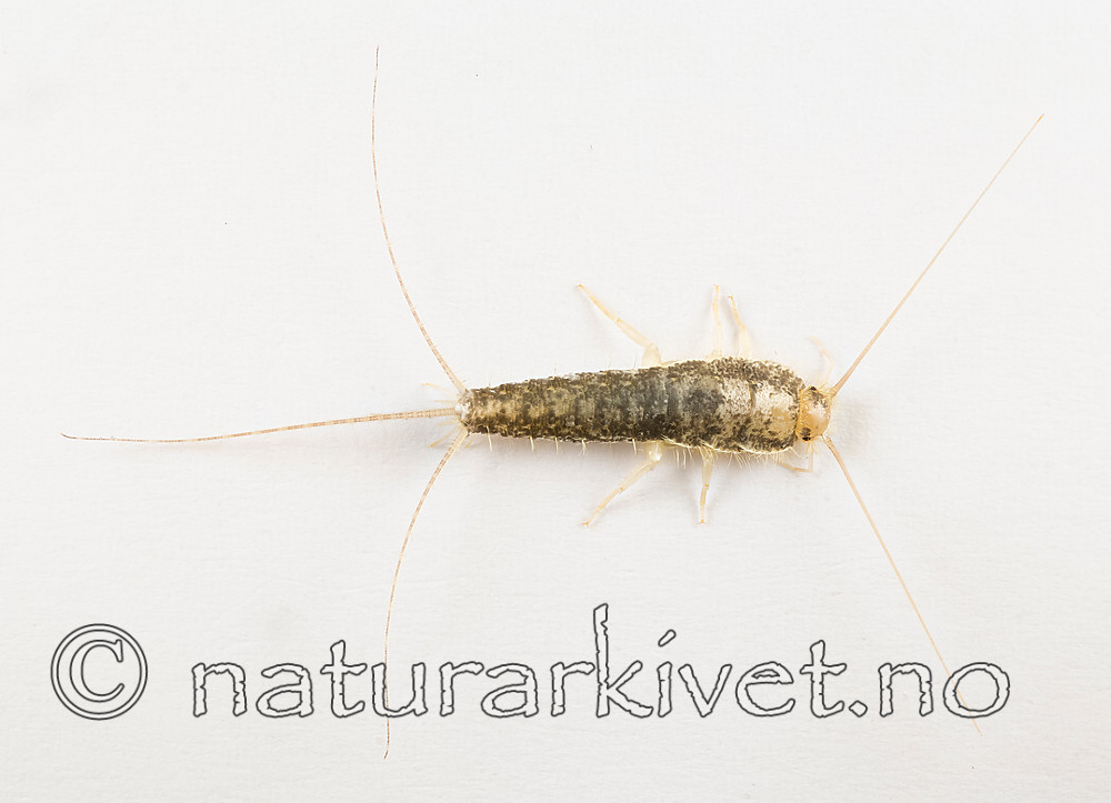 KA_160104_longicaudata_3