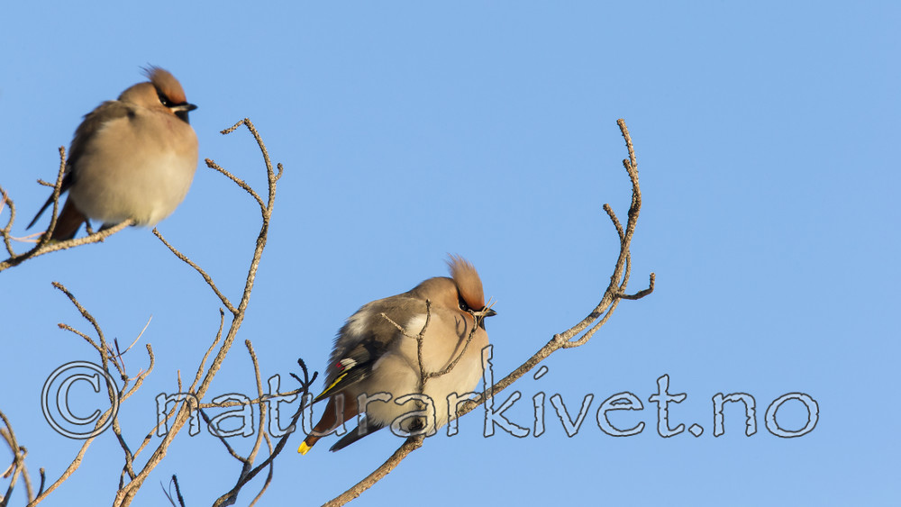 KA_160120_27 / Bombycilla garrulus / Sidensvans