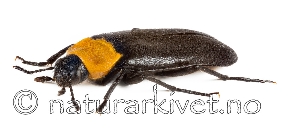 KA_160122_aphana_lateral / Phryganophilus ruficollis
