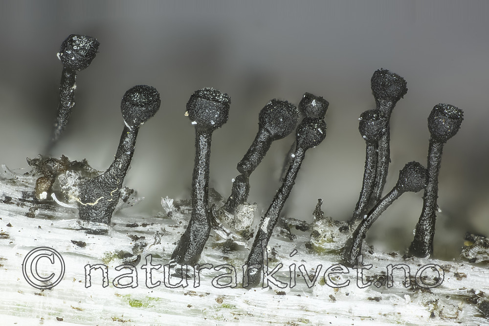 KA_160219_denigratum / Calicium denigratum / Blanknål