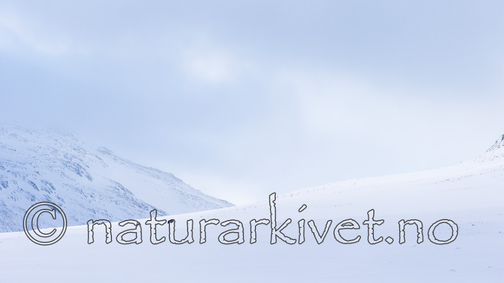 KA_160305_11 / Ovibos moschatus / Moskusfe