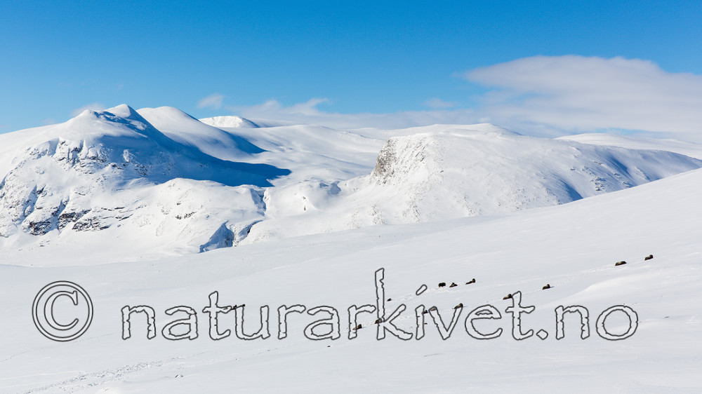 KA_160305_37 / Ovibos moschatus / Moskusfe