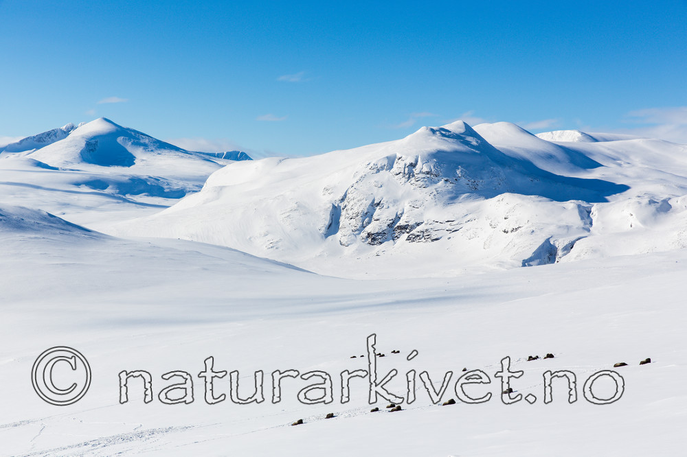 KA_160305_39 / Ovibos moschatus / Moskusfe